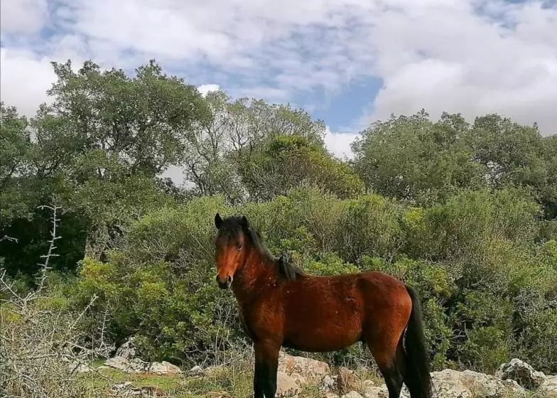 ベッドアンドブレックファースト Casa Susanna Rural Sardinia