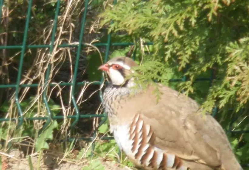 ペンション Domaine De Collen