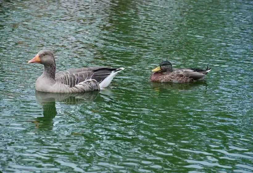 ペンション Domaine De Collen