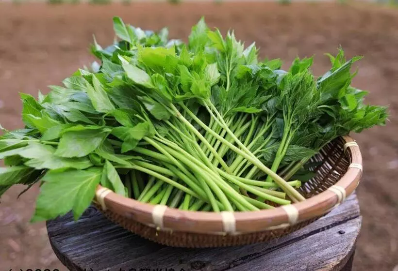 Ryokan Kokumin Shukusha Sun Marina