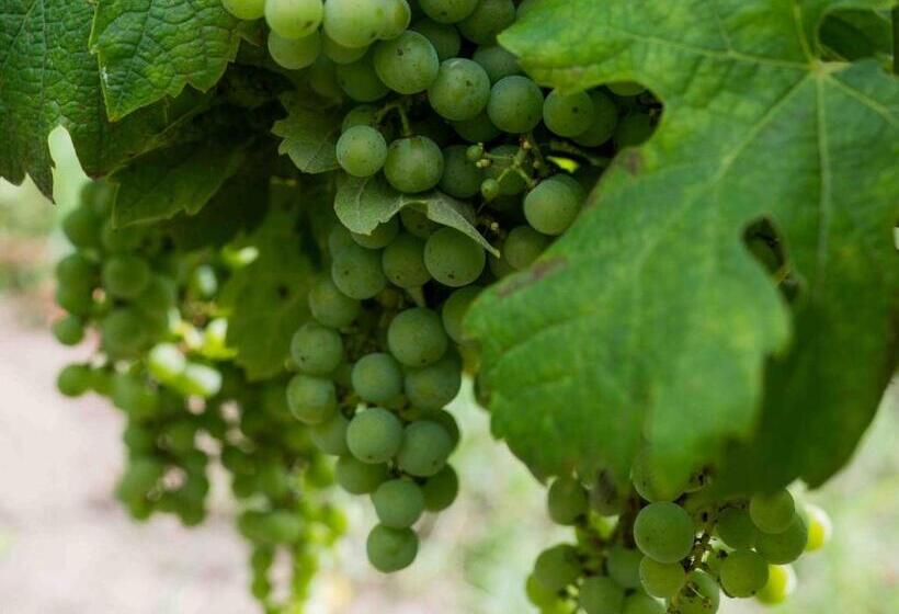 تختخواب و صبحانه Clos De La Barbanne