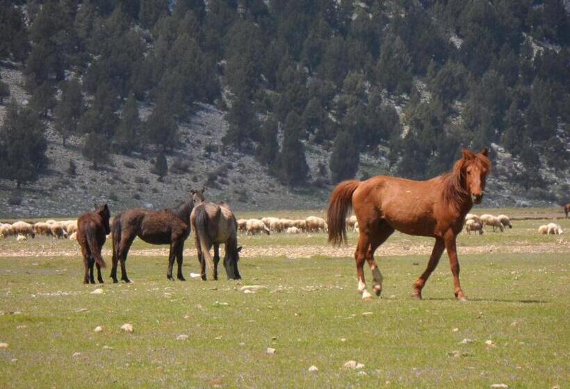 住宿加早餐 Ormana Active Dogan Boutique