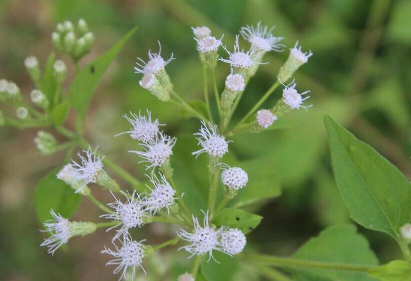 Отель Cocoworld Bungalow