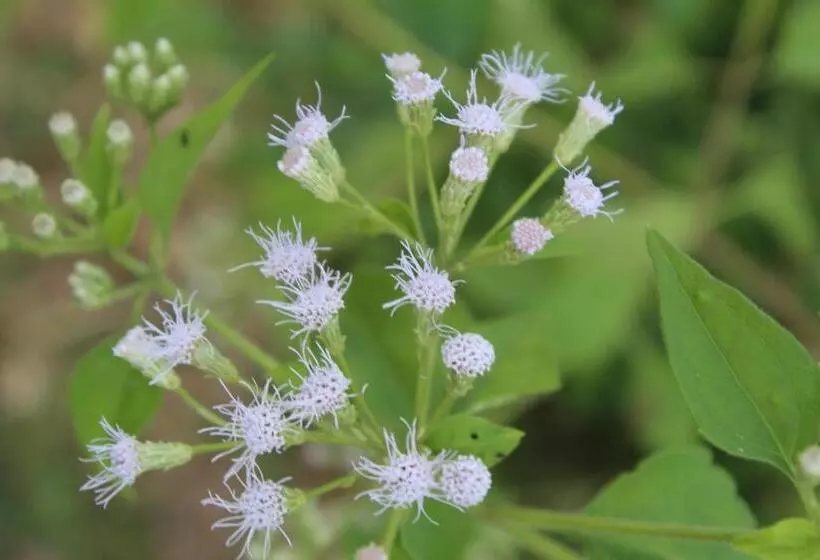 Hotelli Cocoworld Bungalow