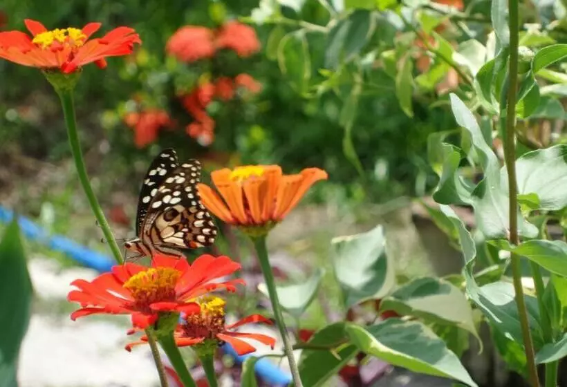 Hotelli Cocoworld Bungalow