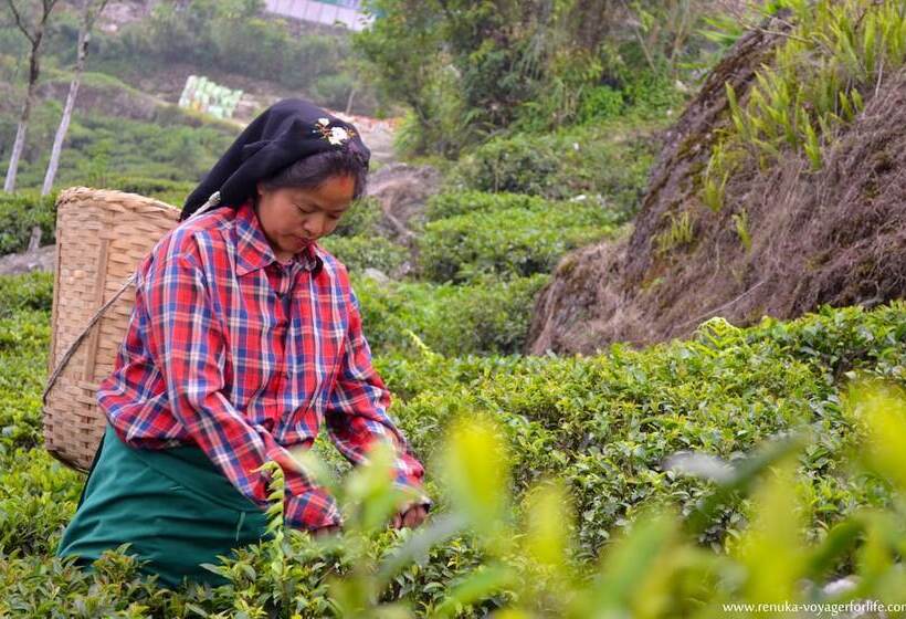 Pensão Goomtee Tea Garden Retreat
