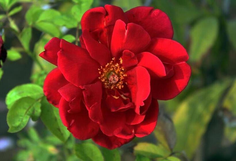 Hotel Bhadrawati A Riverside Safari Lodge Ranthambore