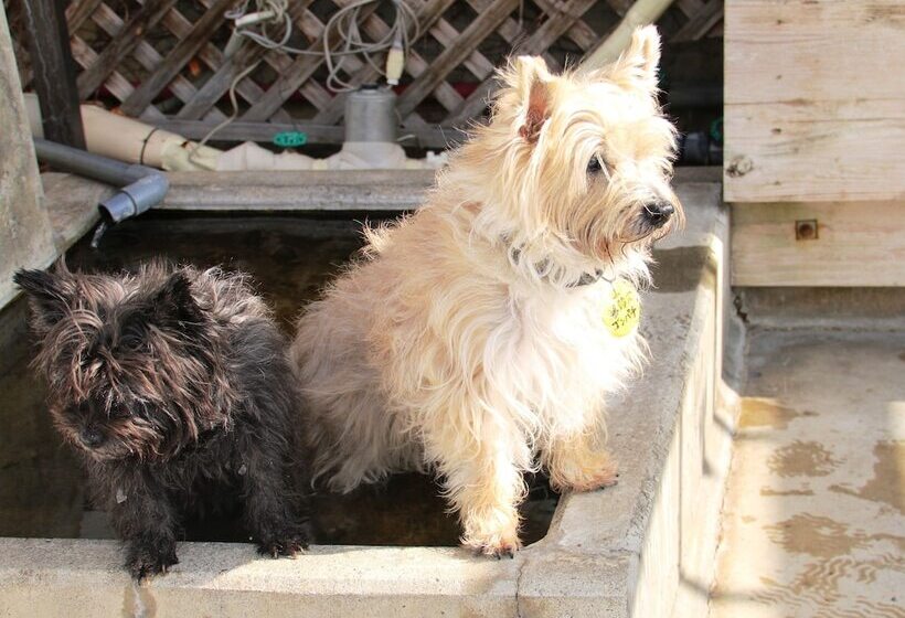 Petit Hotel Paddington House