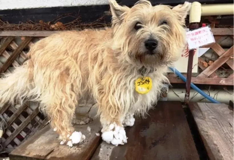 Petit Hotel Paddington House