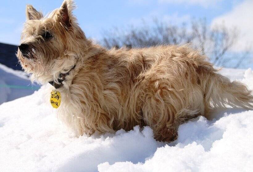 Petit Hotel Paddington House