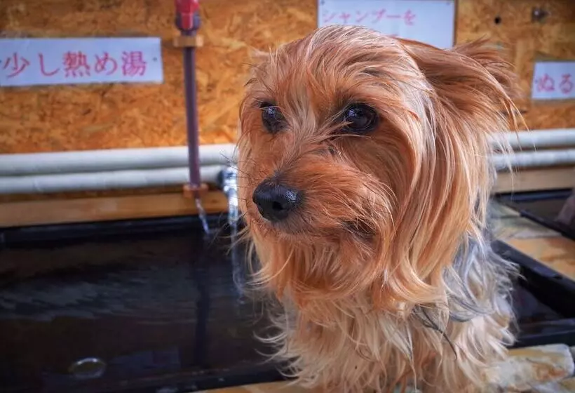 Petit Hotel Paddington House