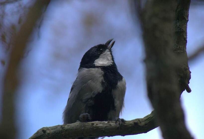 酒店 Bandura Kalawana Rainforest Bungalow