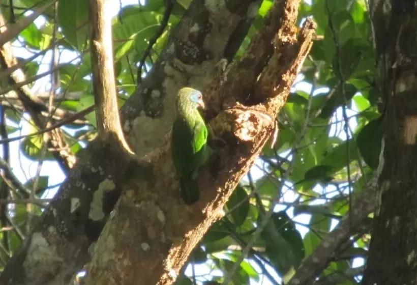 ホテル Bandura Kalawana Rainforest Bungalow