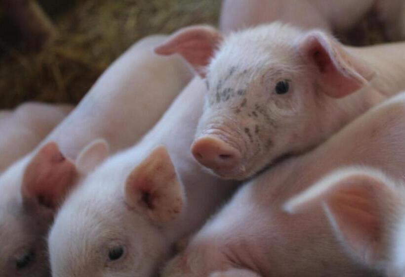 Отель Pousada Nova Gironda