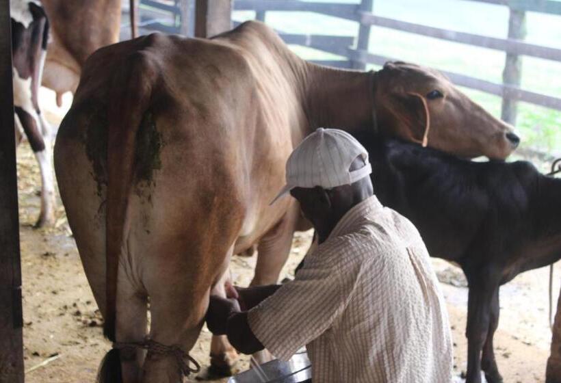 Отель Pousada Nova Gironda