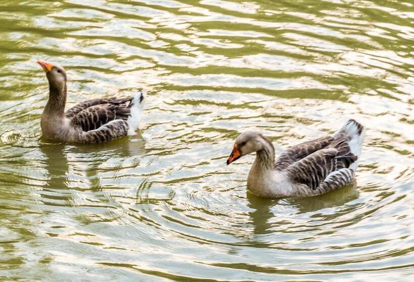 Отель Pousada Nova Gironda