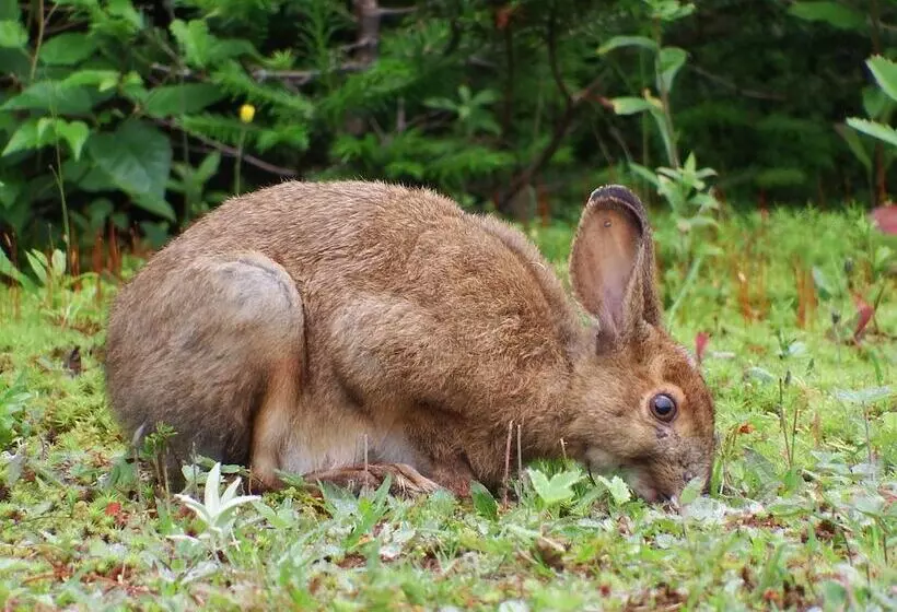 Lomakeskus The Wilds At Salmonier River