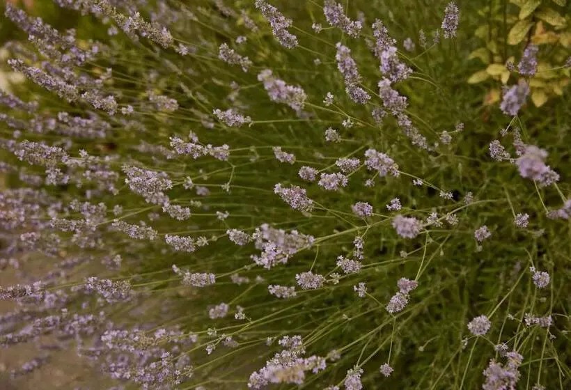 Maaseutuhotelli Agriturismo Ca' Del Ciuco