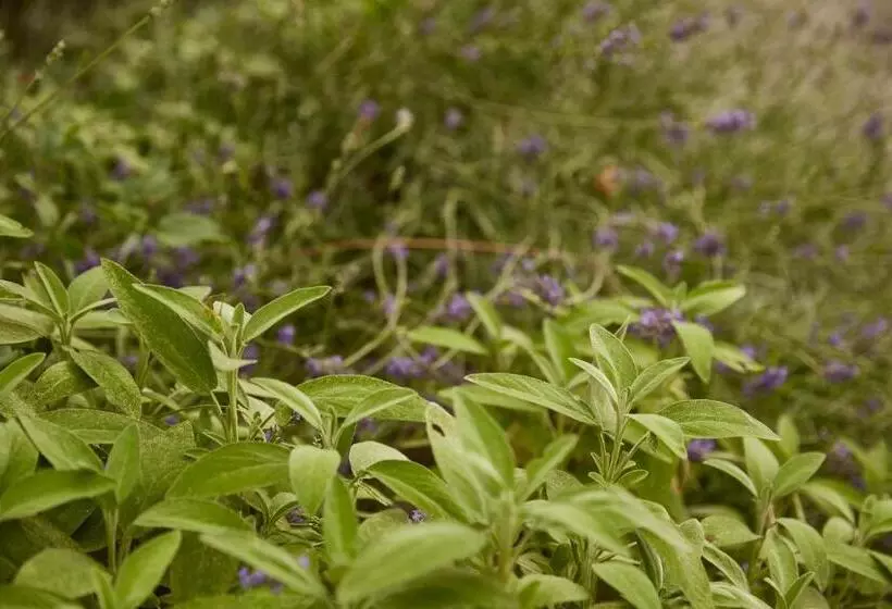 Maaseutuhotelli Agriturismo Ca' Del Ciuco