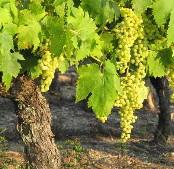 צימר Chambre D Hôtes Clos Des Pierres Blanches