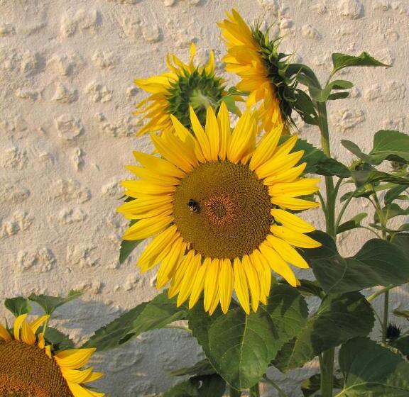 צימר Chambre D Hôtes Clos Des Pierres Blanches