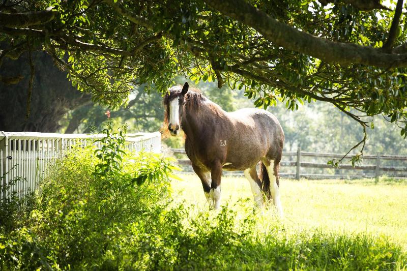住宿加早餐 The Barracks, Tocal