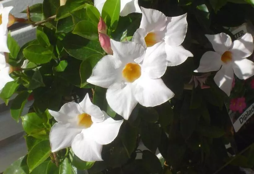 Apartmenthotel Vollumen