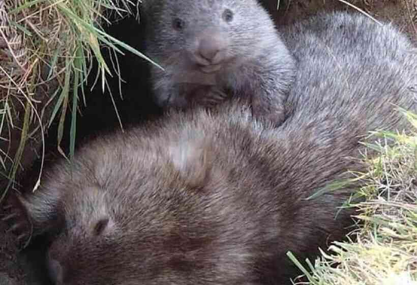 リゾートホテル Big4 Kelso Sands Holiday Park