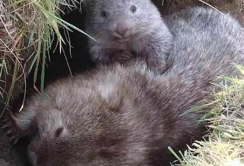 Lomakeskus Big4 Kelso Sands Holiday Park