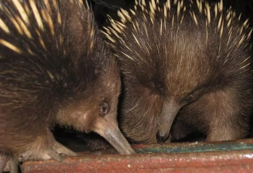 Lomakeskus Big4 Kelso Sands Holiday Park