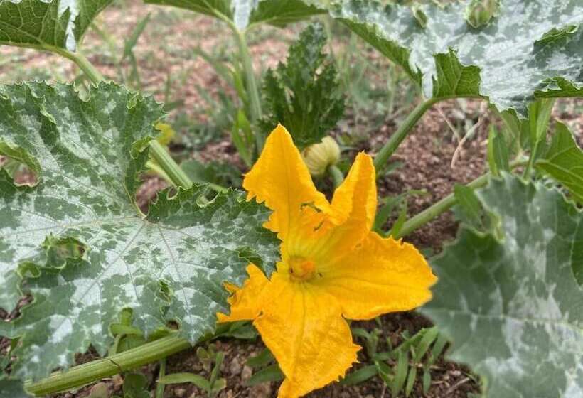 민박 Il Nuraghe Del Lago Coghinas