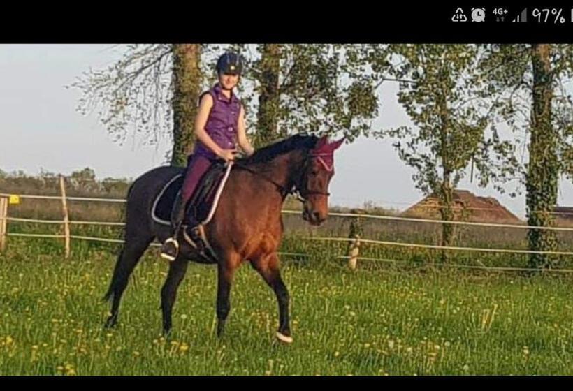 Bed and Breakfast Maison Du Cheval