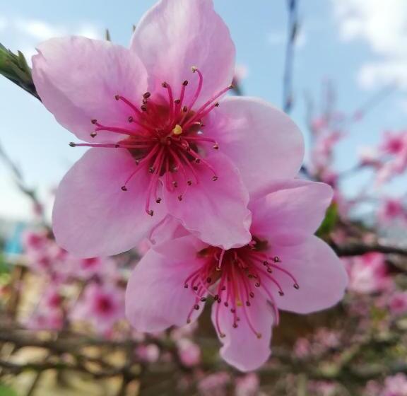Bed and Breakfast Maison Du Cheval