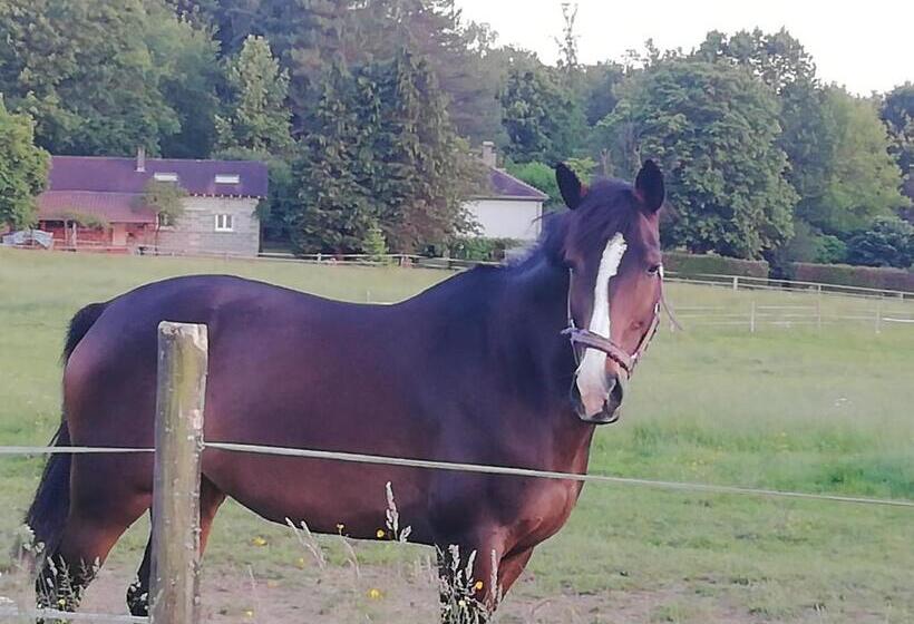 Bed and Breakfast Maison Du Cheval