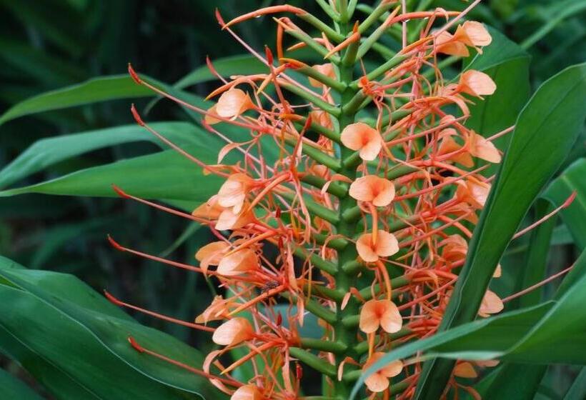 בית מלון כפרי Malekus Mountain Lodge