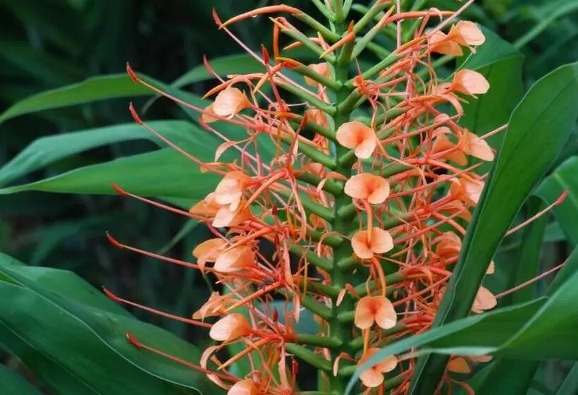 Hotelli Malekus Mountain Lodge