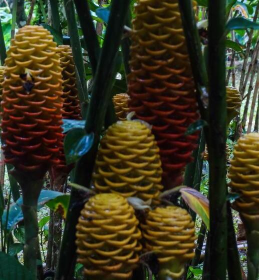 בית מלון כפרי Malekus Mountain Lodge