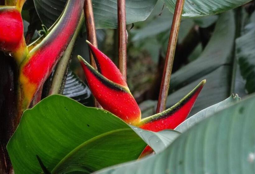 בית מלון כפרי Malekus Mountain Lodge