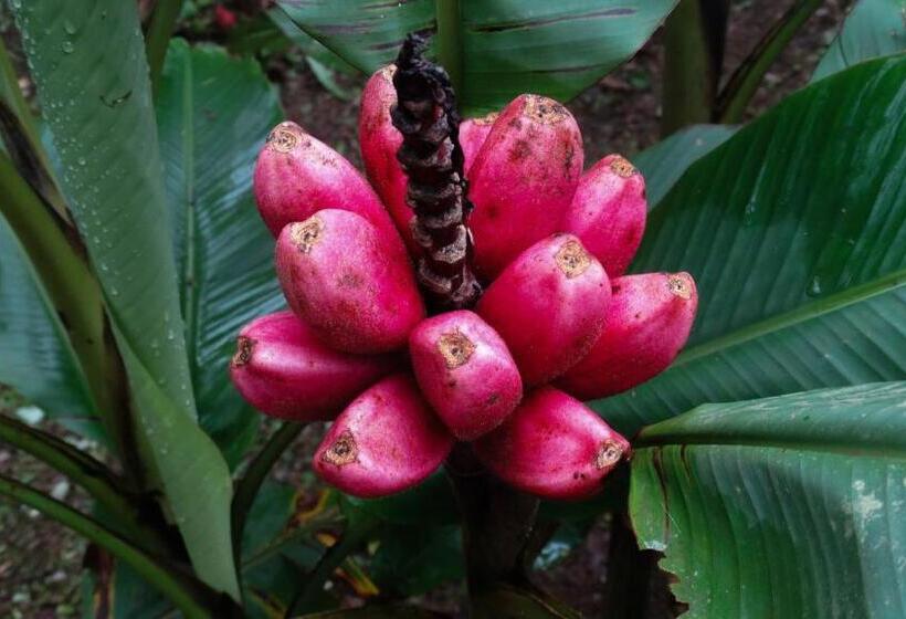 בית מלון כפרי Malekus Mountain Lodge