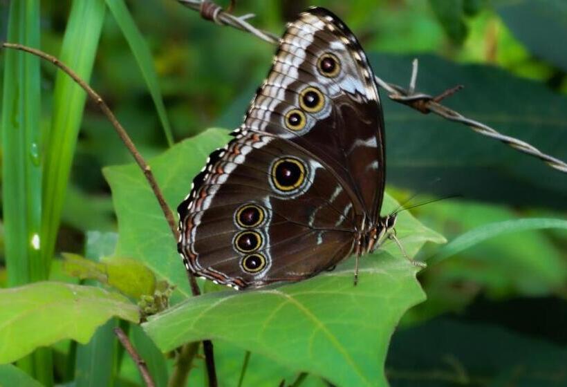 בית מלון כפרי Malekus Mountain Lodge