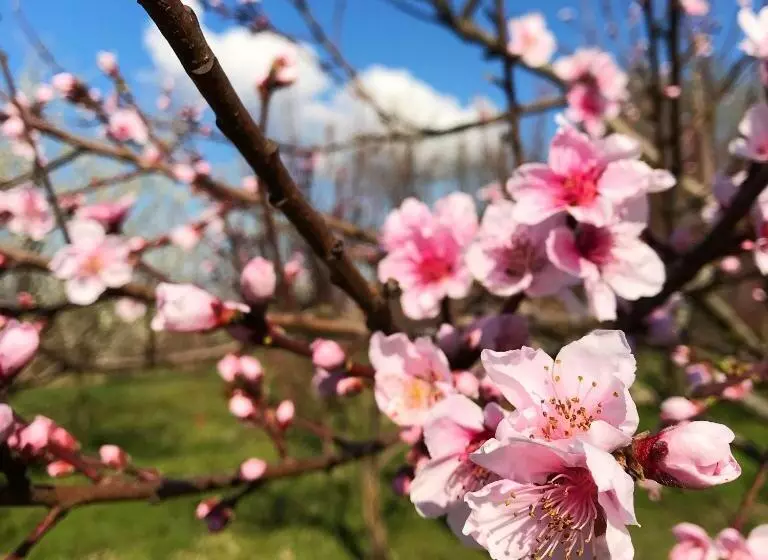 田舎風ホテル Agriturismo Bassanine