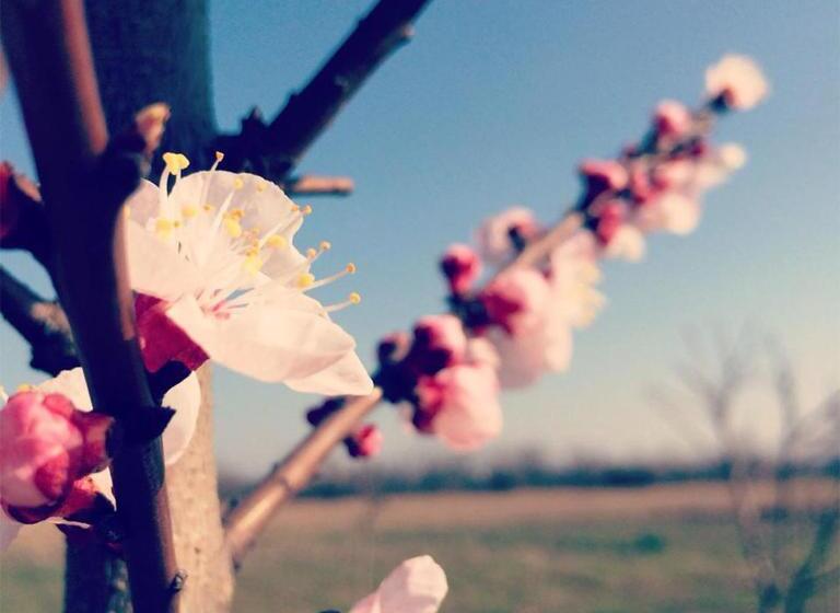 乡村酒店 Agriturismo Bassanine