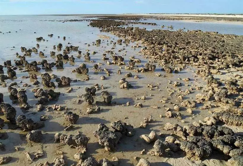 Hotelli Hamelin Pool Caravan Park