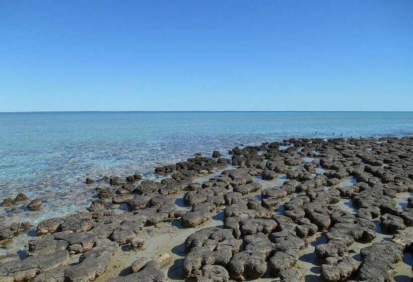 酒店 Hamelin Pool Caravan Park