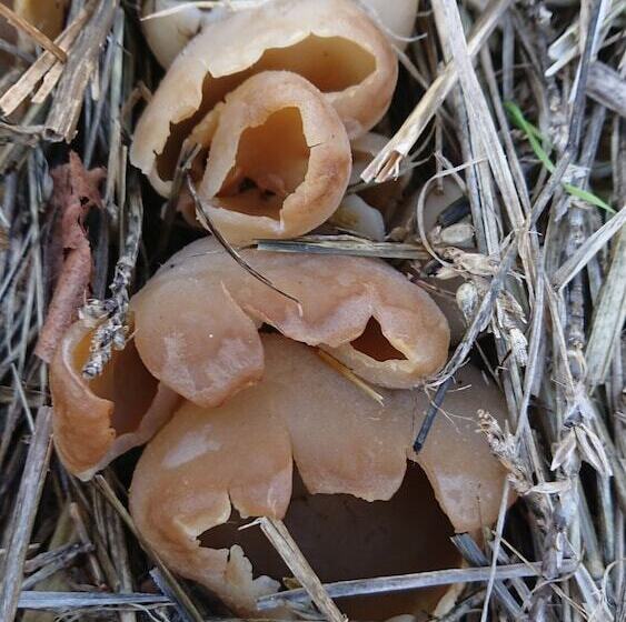 هتل La Piraterie Des Galinoux