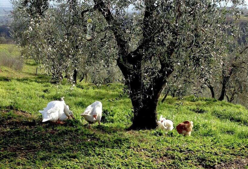 Modern Cottage In Graffignano Italy With Swimming Pool