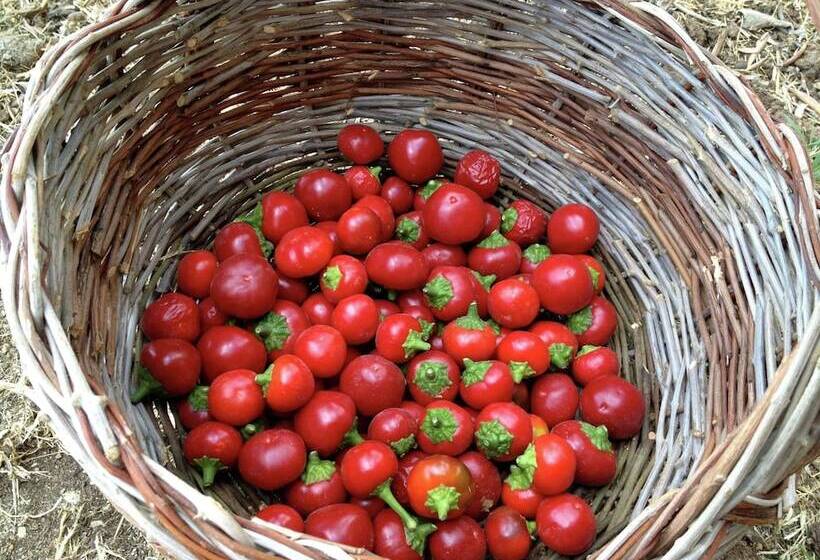 Modern Cottage In Graffignano Italy With Swimming Pool