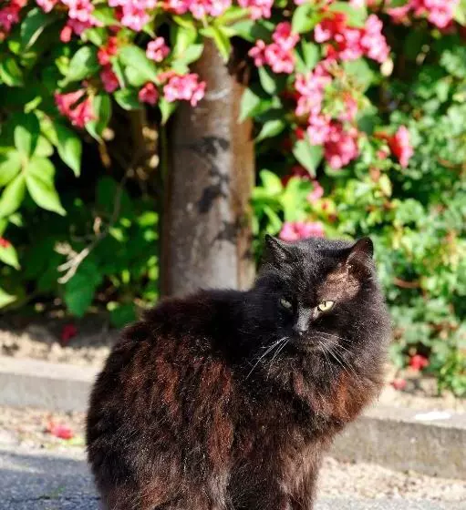 Majatalo Gasthaus Zum Rethberg