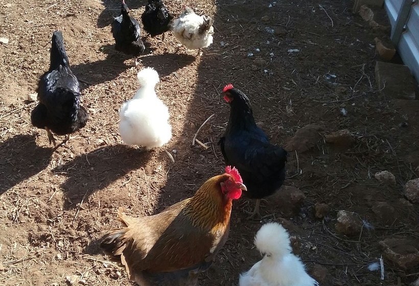 Cherry Tree Lodge Bed And Breakfast