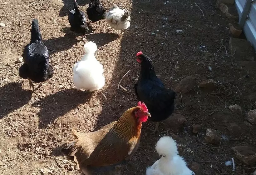 Cherry Tree Lodge Bed And Breakfast